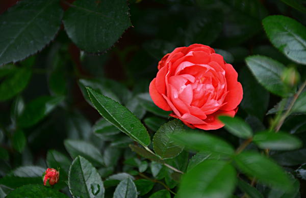 玫瑰花