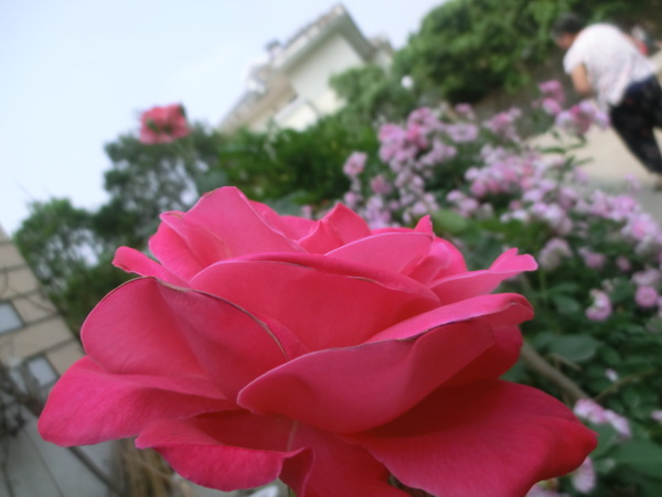 月季花圖片