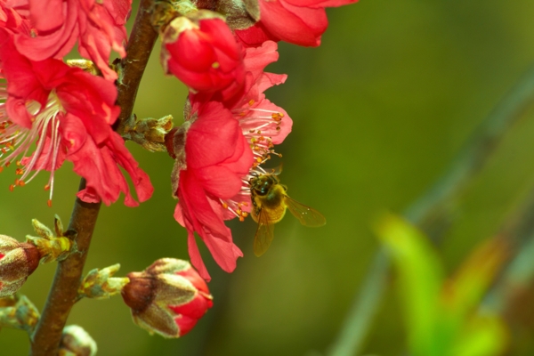 红花蜜蜂图片