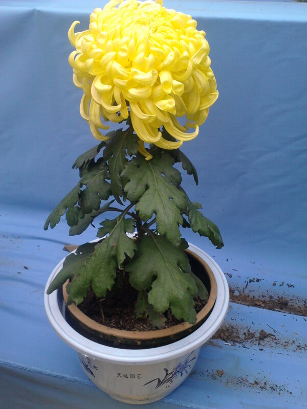 菊展圖片