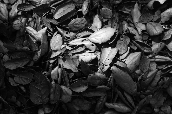 枯树叶黑白艺术摄影图片