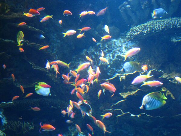 水族館里的熱帶魚圖片