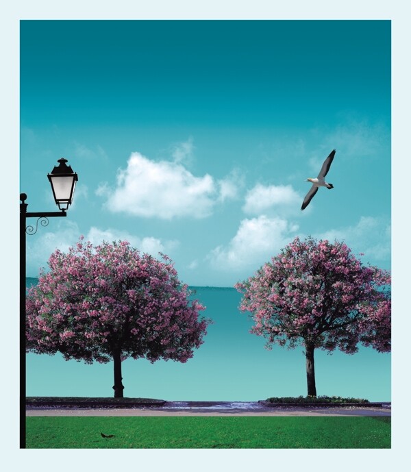 海边公园的樱花树图片
