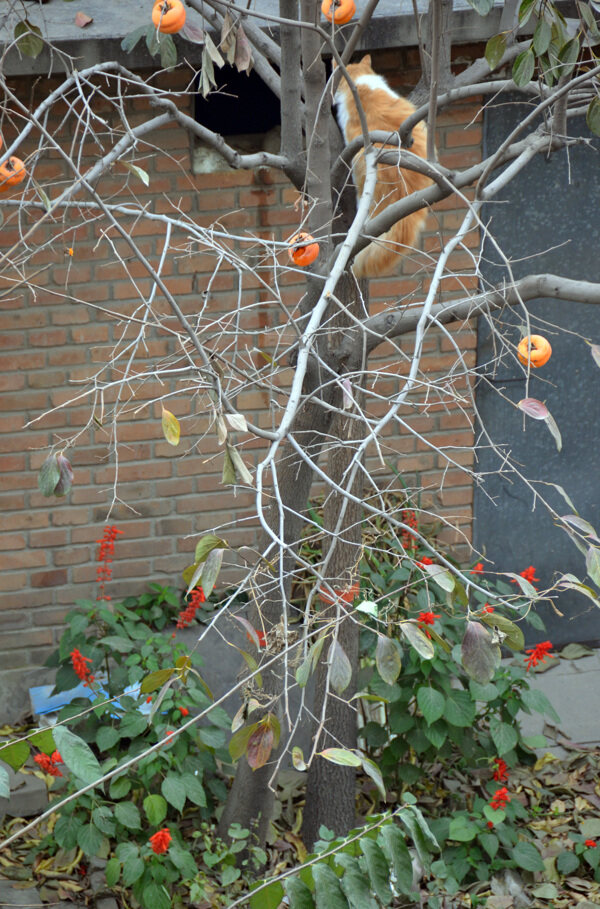 貓柿子樹串紅圖片