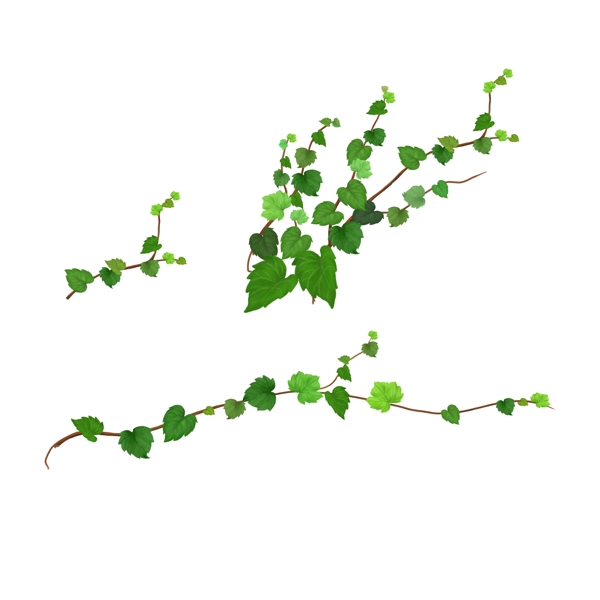 藤蔓花藤圖片