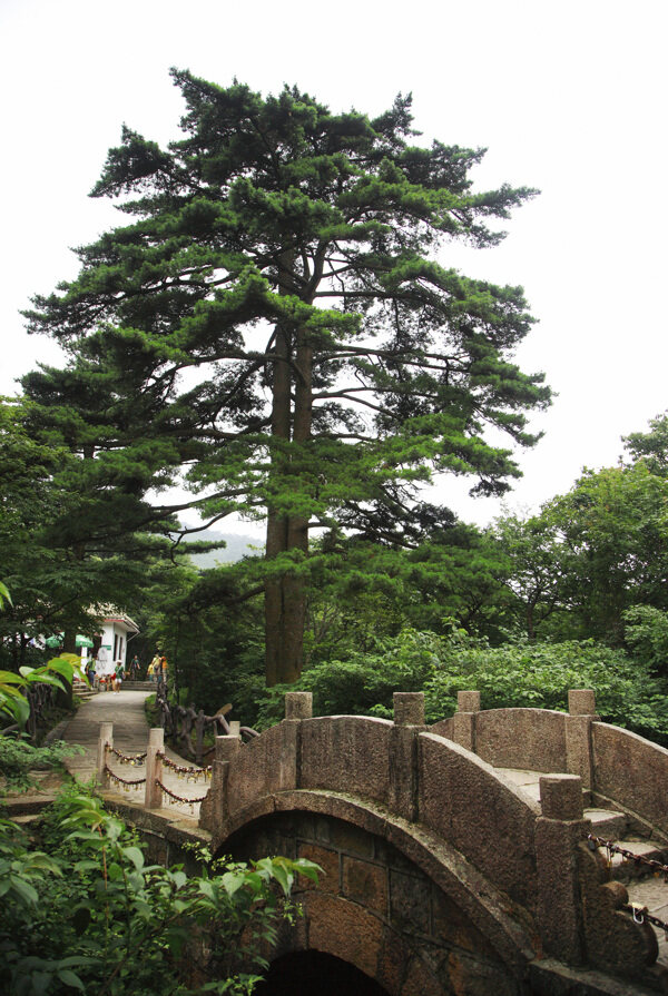 孪生松树与石拱桥图片