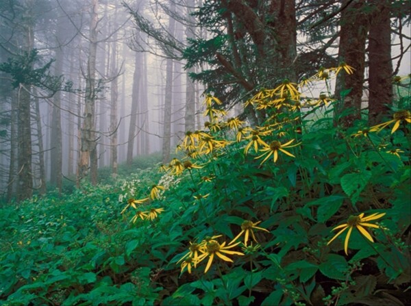 大森林里的春天梦幻图片下载