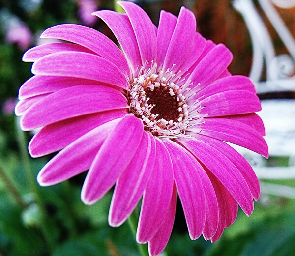 位圖植物攝影寫實(shí)花卉花朵菊花免費(fèi)素材