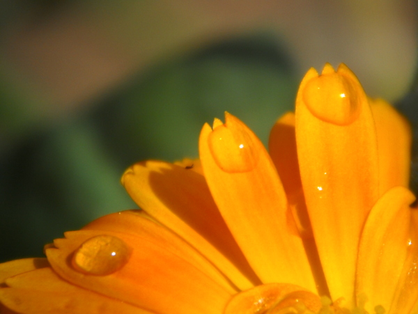 菊花圖片