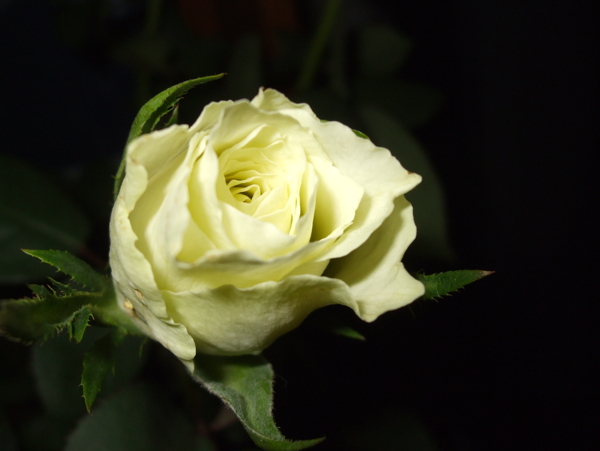 纯洁的白玫瑰