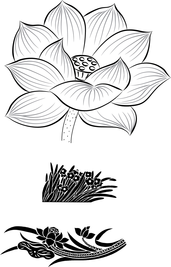 荷花圖片