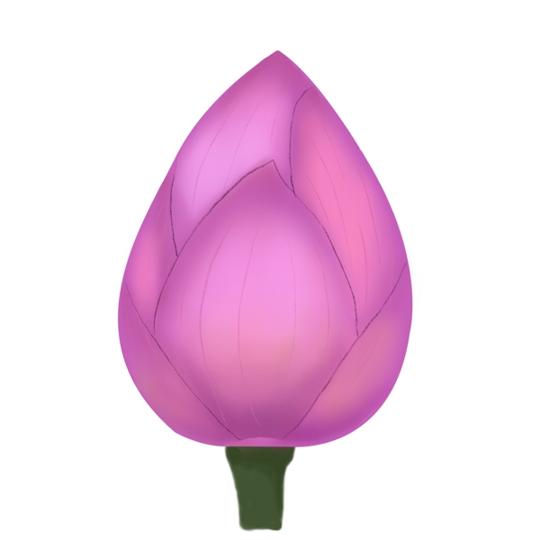 紫色花朵荷花插图