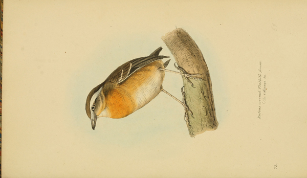手绘巴西和墨西哥鸟类图谱图片