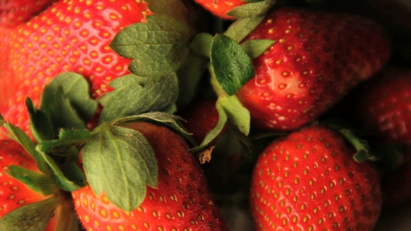 新鲜饱满草莓翠绿叶子水果距离高清视频实拍