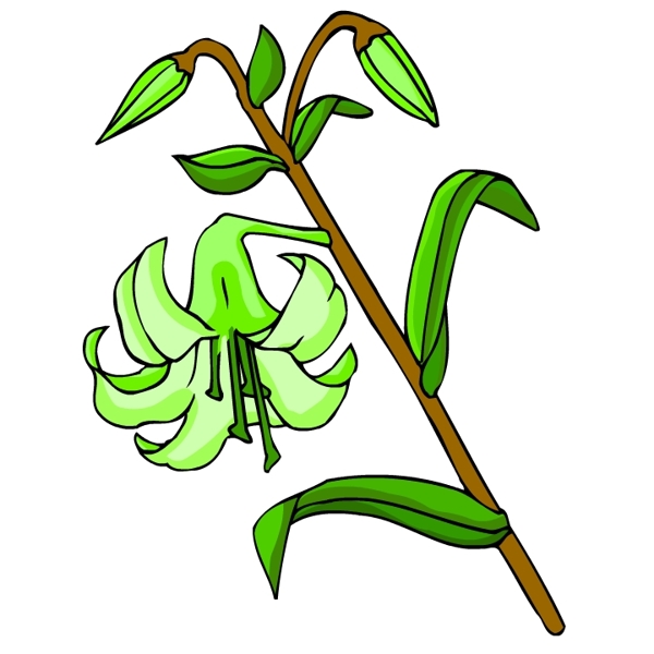 花卉古典插畫