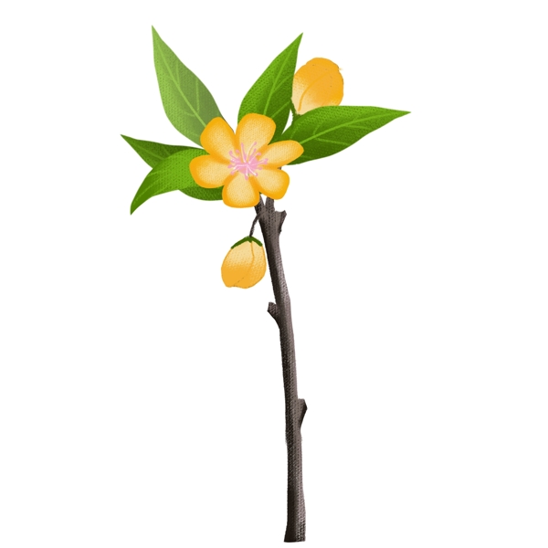 手繪花卉png素材