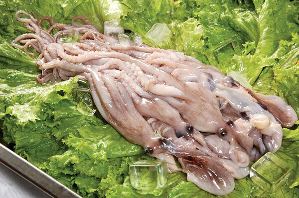 八爪魚