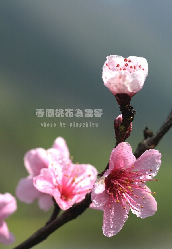 春風(fēng)桃花為誰容圖片