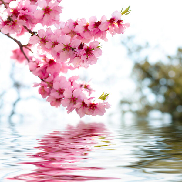 花朵倒影裝飾畫
