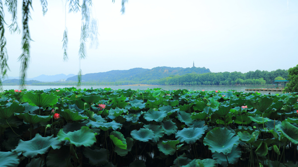唯美杭州西湖美景