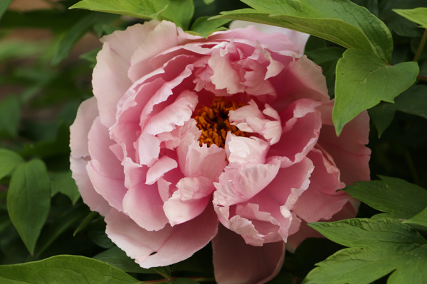 粉红牡丹花图片