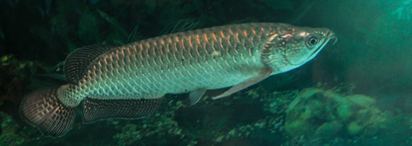 龍魚圖片