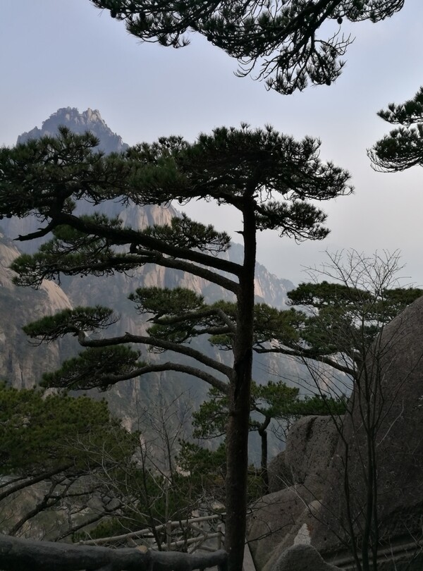 黄山的松树
