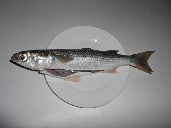 海魚圖片
