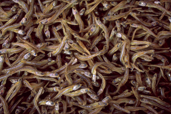 小魚干圖片