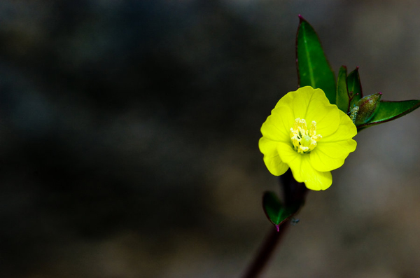 位圖植物攝影寫實(shí)花卉花朵數(shù)碼照片免費(fèi)素材
