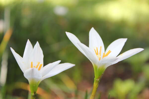 清新白色花朵