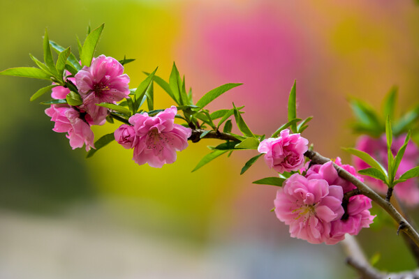 桃花