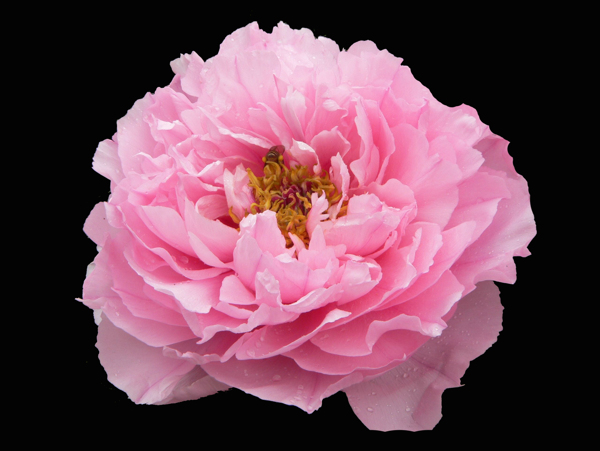 位圖植物花朵牡丹花寫實(shí)花卉免費(fèi)素材