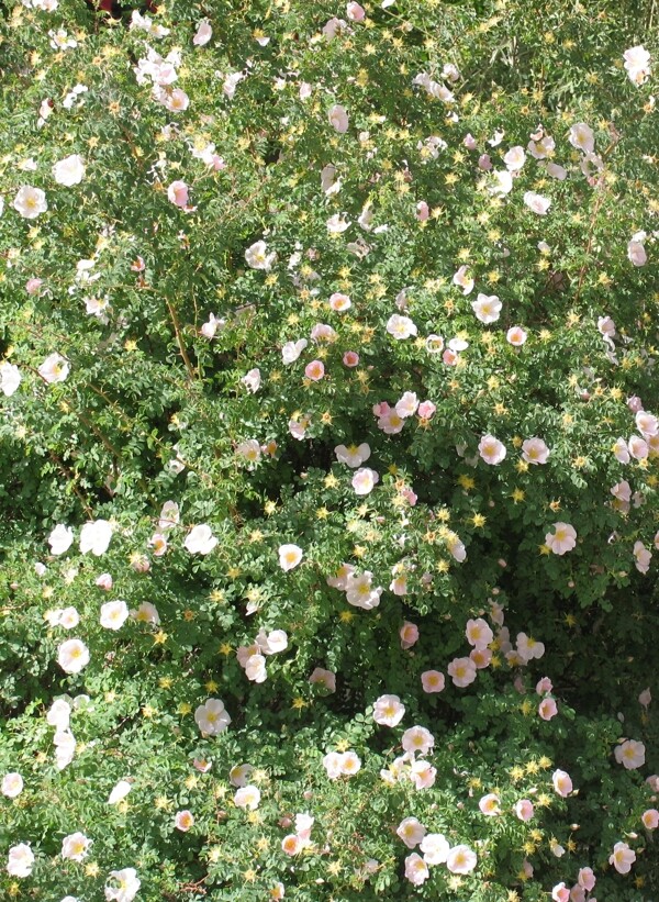 高原野蔷薇图片