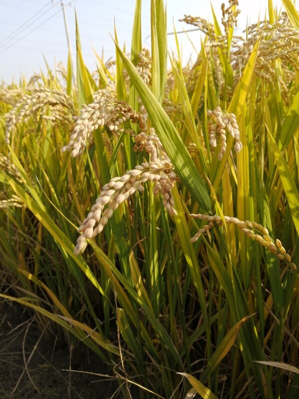 田园杂交水稻
