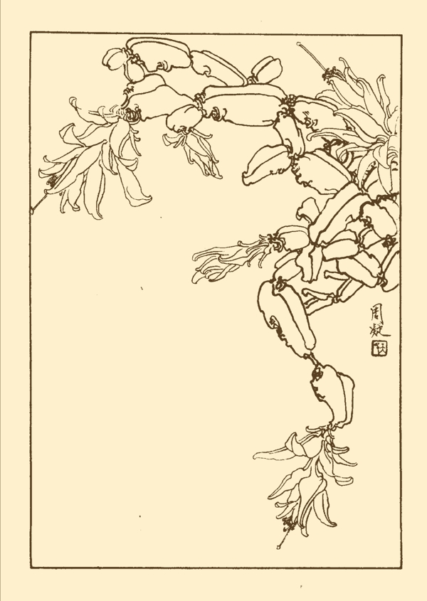 蟹爪荷花圖片
