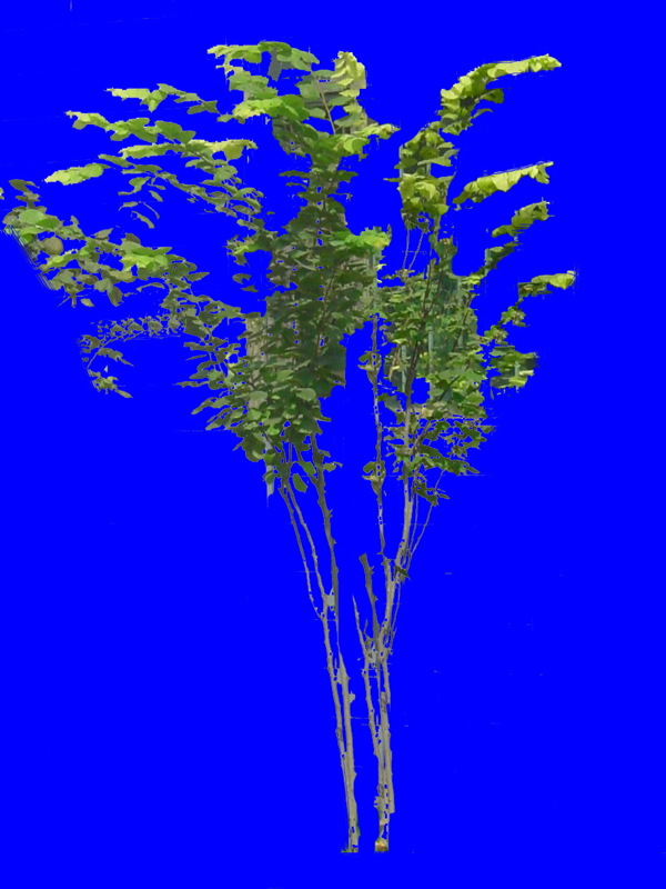 植物貼圖素材JPG1400