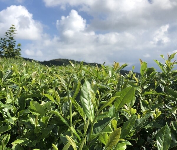 茶樹