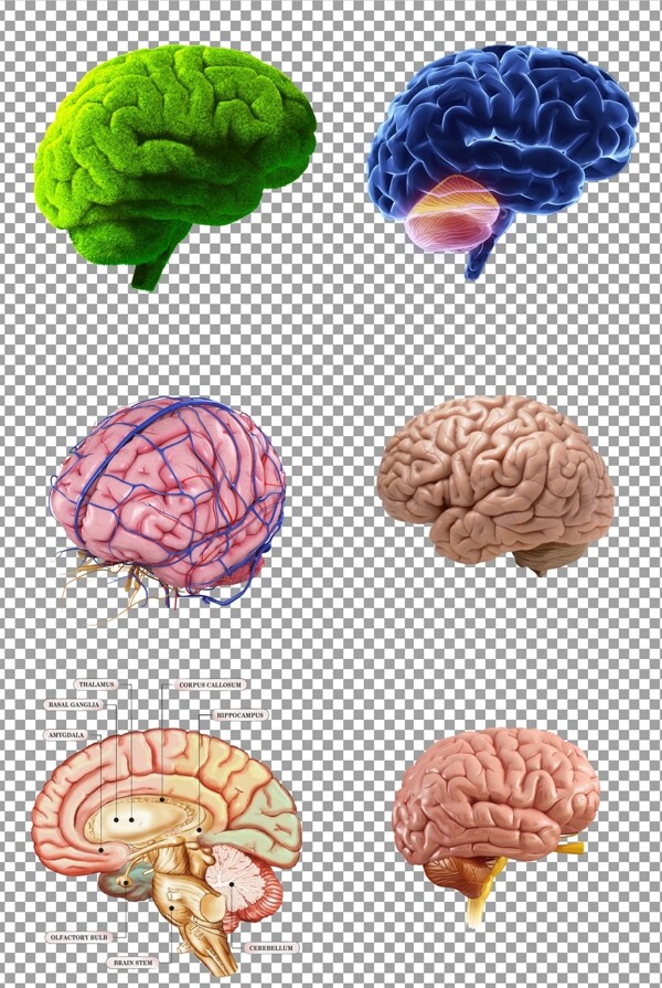 手绘人体大脑
