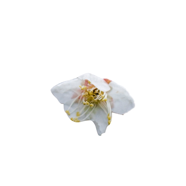 白色植物盛开的花朵元素