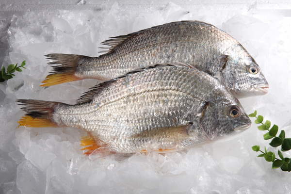 黃刺魚(yú)圖片