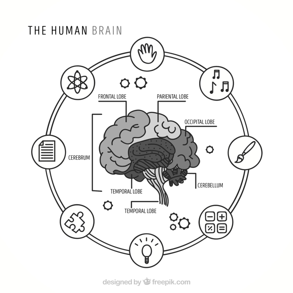 人脑圆形信息图表