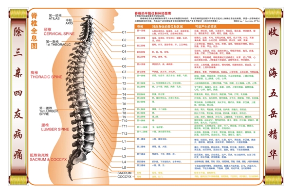 脊柱與相關(guān)疾病圖圖片