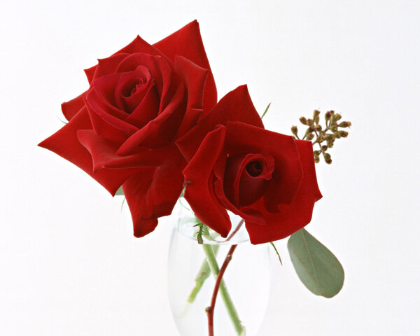 玫瑰花圖片