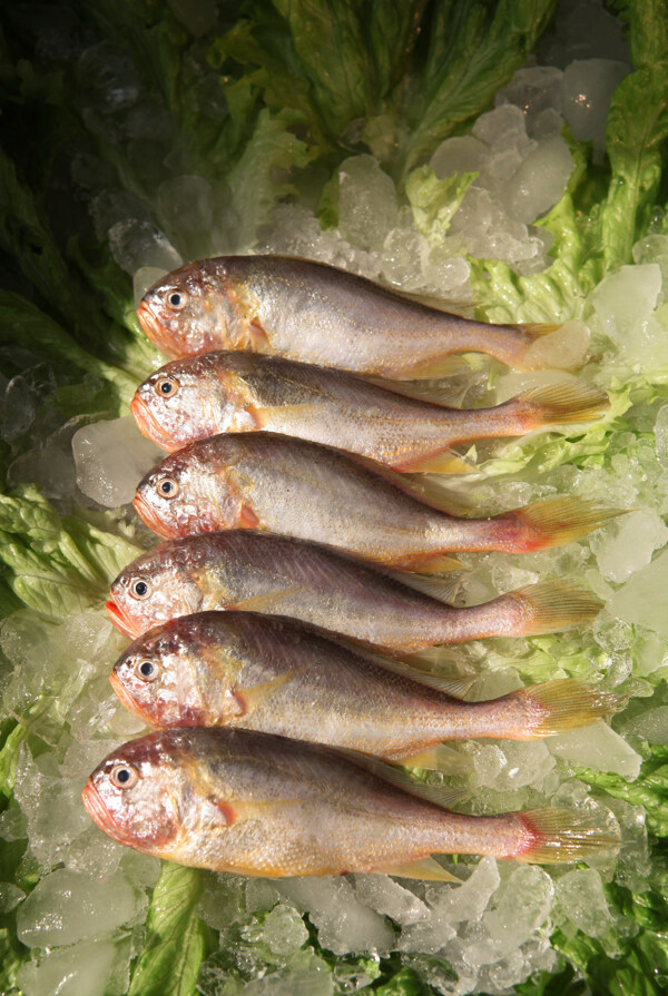 黃魚圖片