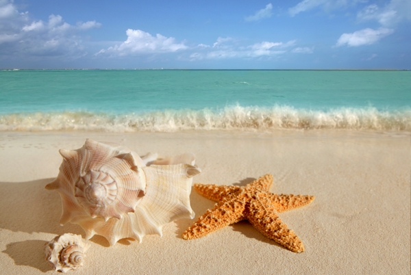 海灘上的海星和海螺圖片
