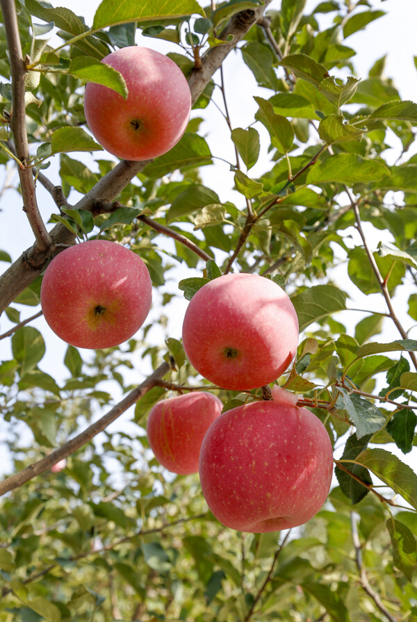树枝上的苹果拍摄素材图片