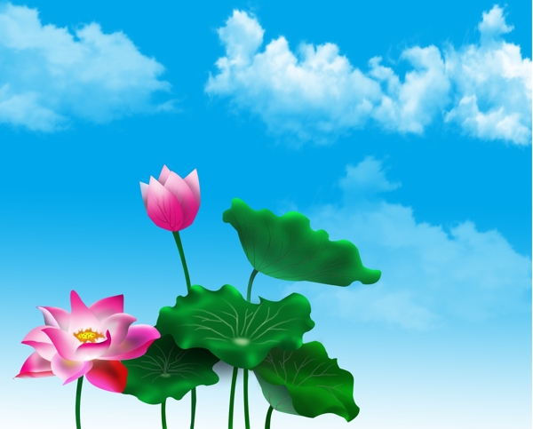荷花
