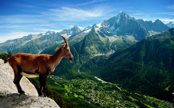 阿尔卑斯山山羊图片