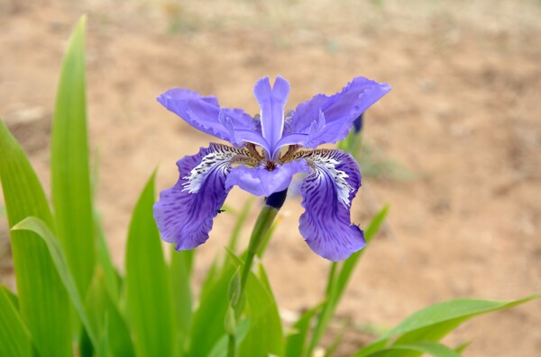 鳶尾草圖片